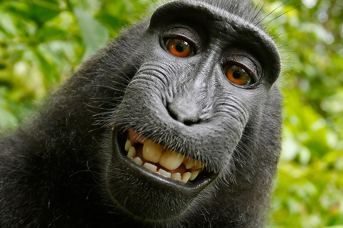 Infinite Monkeys with Cameras Monkey Selfie Photograph by Tim Jackson