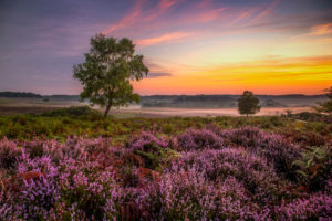 New Forest Dawn Mist