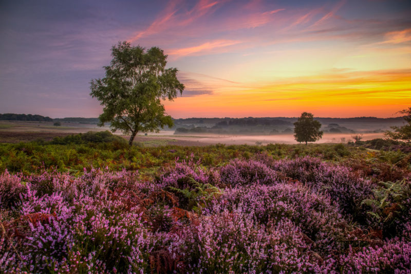 New Forest Dawn Mist