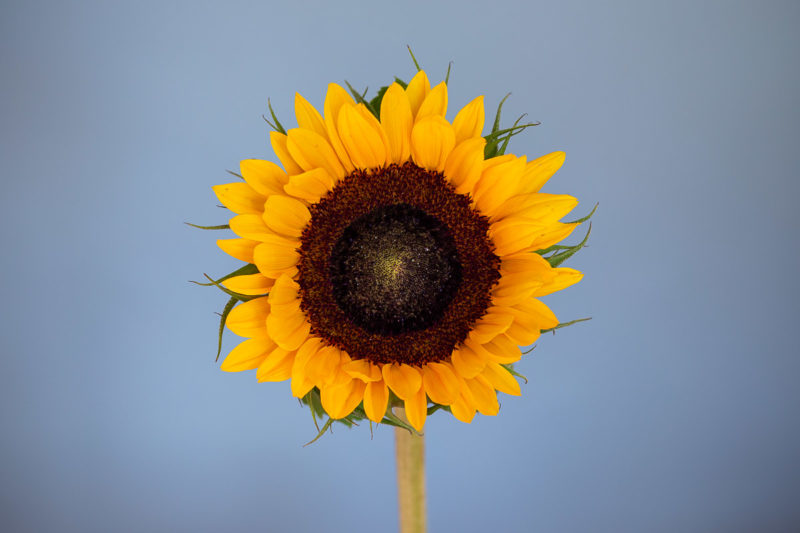 Sunflower Sunflower Photograph by Tim Jackson