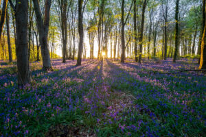 Parnholt Wood Bluebells Sunrise